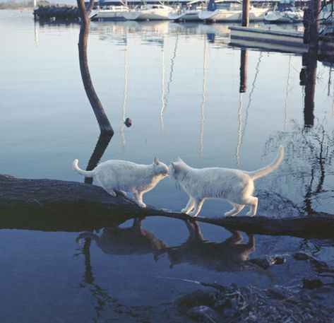 White Cats, Walking, Water, Blue, White