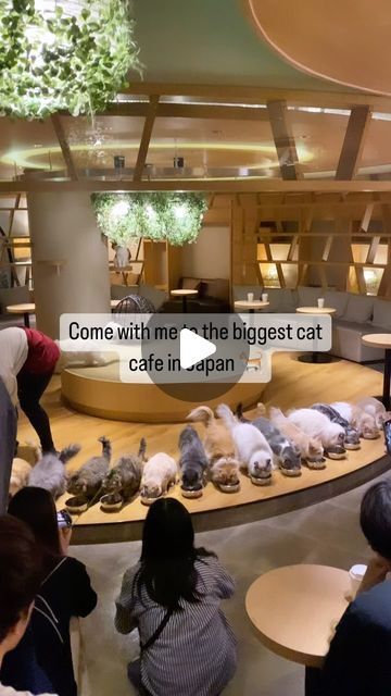 45 likes, 0 comments - espresso_eden on April 24, 2024: "Come with me to the biggest cat cafe in Japan! 🐈 Located in Cafe Mocha in Shinjuku 🇯🇵 There’s an unlimited drink bar, and yo...". Cat Cafe Japan, Play Computer, City Cafe, Cafe Japan, Japan Cat, Cafe Mocha, Play Computer Games, Café Mocha, Drink Bar