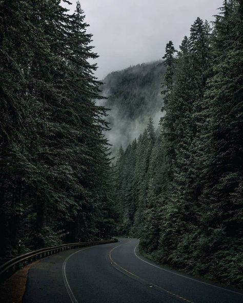 FOLKGREEN 🌲’s Instagram photo: “Photo by @jscottish "Skiiiirrrrttt!! As you guys already know I have a mad obsession with roads like these....🤞🏾😂" Follow for more!…” Calm Pics, Poison Tree, Delta Breezes, Feeling Alive, Forest Life, Dark Forest Aesthetic, Twilight Photos, Foggy Mountains, Relaxation Music