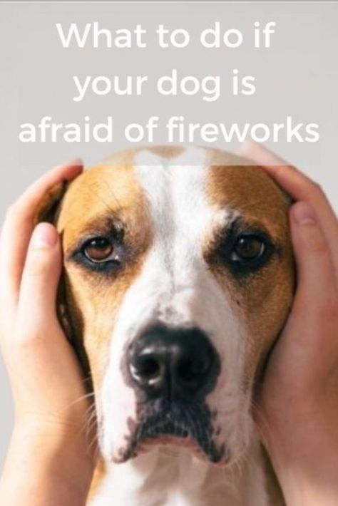 Many dogs can be startled or even afraid of the noise of fireworks and it is important to know what you can do to help your dog. Dog Wrap For Fireworks, Dog Sniffing Camera, Fireworks Quotes, Dog Scared Of Fireworks, Dogs And Fireworks, Collapsed Trachea In Dogs, Animal Health, Fire Works, Dog Help