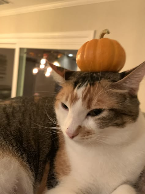 Fall Cat Aesthetic, Autumn Widgets, Autumn Cats, Weather Aesthetic, Light Autumn, Fall Cat, Fall Cats, Mean Cat, If I Was A