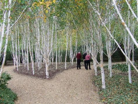 Hidy Hole, Birch Grove, Tree Support, Pretty Trees, Garden Shrubs, Moon Garden, Uk Images, Silver Birch, Woodland Garden