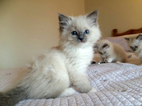 Ragdoll Kittens, Fluffy Kittens, Ragdoll Kitten, Cute Cats Photos, Kittens And Puppies, Baby Kittens, Ragdoll Cat, Dessin Adorable