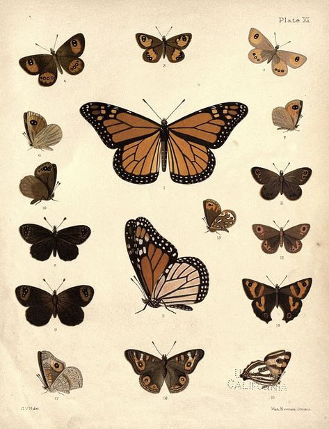 Search media - Wikimedia Commons Aesthetic Butterfly Pictures Vintage, Butterfly Pictures Printable Aesthetic, Vintage Butterfly Stickers Printable, Butterfly Cutouts Printable, Aesthetic Brown Butterfly, Butterfly Vintage Sticker, Vintage Butterfly Aesthetic, Vintage Designs For Journal, Butterfly Aesthetic Vintage