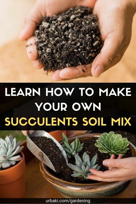 Best Soil For Succulents, Soil Recipe, Tanaman Sukulen, Propagate Succulents, Grow Succulents, Kaktus Dan Sukulen, Succulent Garden Design, Succulent Landscaping, Succulent Garden Diy