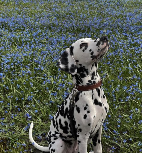 in awe Dalmatian Aesthetic, Dalmatian Puppy, Dalmatian Dog, Dalmatian Dogs, Pretty Dogs, Pretty Animals, Cute Animal Photos, Cute Little Animals, Doberman