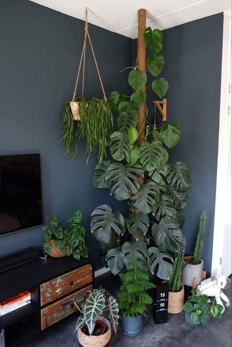 Indoor Plant Wall, Tanaman Pot, Plant Goals, نباتات منزلية, Hanging Plant Wall, Inside Plants, Decoration Plante, Plant Decor Indoor, Interior Plants