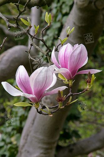 Saucer Magnolia, Tulip Magnolia, Matka Natura, Flowers Blooming, Magnolia Trees, Garden Photography, Magnolia Flower, Flowering Trees, Exotic Flowers