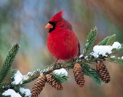 cardinal perched on snowy pine branch Bird Sitting, State Birds, Cardinal Birds, Red Bird, Red Cardinal, Backyard Birds, Arte Animal, Red Birds, Pretty Birds