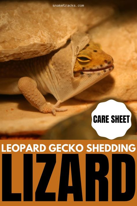 Leopard gecko shedding is normal and healthy. It’s what young leopard geckos need to do in order to grow. These reptiles shed their skin in order to replace their old skin cells and in the process will repair wounds or any skin damage they might have suffered. Leopard Gecko Shedding, Lizard Reference, Leopard Gecko Cage, Leopard Gecko Hide, Gecko Cage, Leopard Gecko Care, Leopard Gecko Morphs, Gecko Terrarium, Old Skin