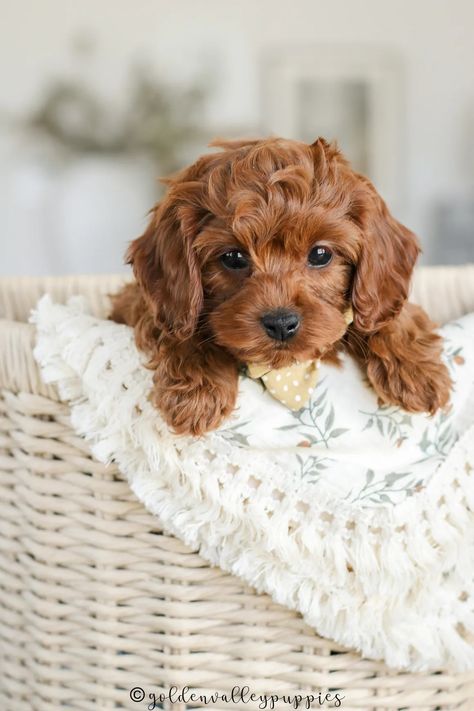 Golden Valley Puppies - Cavapoo Puppy, Puppies for Sale, Cavapoo Puppies for Sale Teddy Bear Cut Cavapoo, Mini Cavapoo Puppies, Cavapoo Full Grown, Toy Cavapoo, Red Cavapoo, Cavoodle Puppies, Mini Cockapoo, Goldendoodle Haircuts, Fuzzy Animals