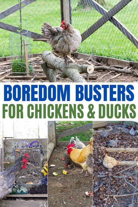 Try These Boredom Busters for Chickens and Ducks | Tonya Staab Chicken Run Play Ideas, Things To Put In Chicken Run, Chicken Run Ideas Toys, Roosting Tree For Chickens, Chicken Pen Designs, Keeping Chickens Entertained, Things To Keep Chickens Busy, Chicken Coop Activity Ideas, Chicken Coop Boredom Busters