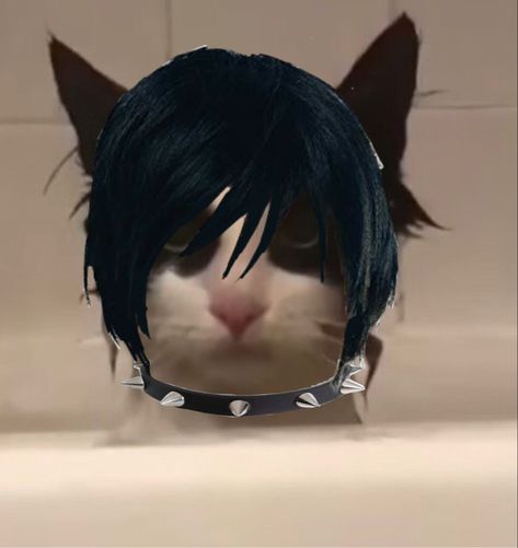 Emo Pics Funny, Emo Hamster, Emo Asthetic Picture, Emo Reaction Pics, Emo Memes Funny, Emo Cat Pfp, Gato Emo, Emo Animals, Emo Aesthetic Pfp