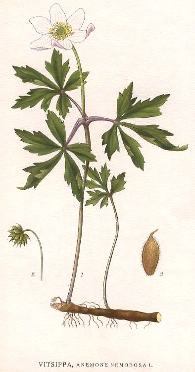 Anemone nemorosa. Võsaülane. Carl Axel Magnus Lindman Wood Anemone Drawing, Anemone Nemorosa, Flower Anemone, Wood Anemone, Botanisk Illustration, Flora Danica, Botanical Drawing, Hur Man Målar, Botanical Beauty