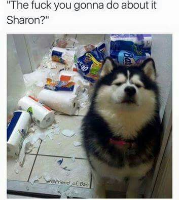 What you gonna do about it sharon? Dog Shaming, A Husky, Thug Life, Funny Animal Pictures, Dog Memes, Animal Memes, Bones Funny, Dog Pictures, I Love Dogs