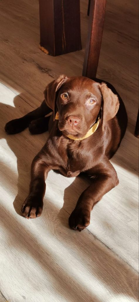 Brown Labrador, Chocolate Lab Puppies, Chocolate Labrador Retriever, Really Cute Puppies, Black Color Hairstyles, Color Hairstyles, Very Cute Dogs, Lab Dogs, Puppies And Kitties