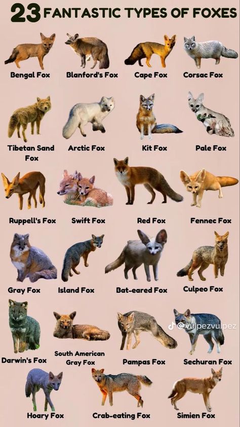 Therian Animal Ideas, Different Types Of Foxes, Fox Therian Tips, Fox Personality, Bird Therian, Fox Names, Therian Animals, Therian Types, Types Of Foxes