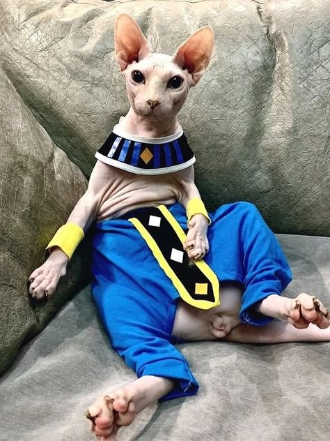 Outfit Anime, Cat Costume, Hairless Cat, Anime Cosplay Costumes, Sphynx Cat, Cat Costumes, Sphynx, Costume Outfits, Anime Cosplay