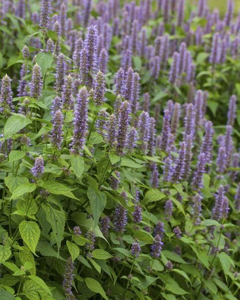 Agastache foeniculum | Stonehouse Nursery Prairie Planting, Perennial Border, Shade Flowers, Bee Friendly, Pollinator Garden, Flower Spike, How To Attract Hummingbirds, Attract Butterflies, Flower Display