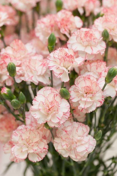 The carnation is the national flower of Spain, Monaco, and Colombia, but Bogota, Colombia is known for growing them. Carnations first came to the United States in 1852.   - HouseBeautiful.com Spring Garden Flowers, Light Pink Flowers, Pink Carnations, Nothing But Flowers, Carnation Flower, Seni Cat Air, Month Flowers, Birth Month Flowers, Flower Aesthetic