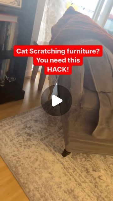 How To Get Cat Pee Out Of Mattress, Stop Cats From Clawing Furniture, Cat Proofing Your House, Kitten Proofing Home, Easy Cat House, Cat Furniture Diy Homemade, Cat Jungle Gym, Cat Deterrent Spray, Dog Deterrent