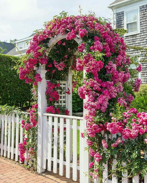 Mackenzie Horan, Kaktus Dan Sukulen, Future Garden, Flowers Growing, Garden Arches, White Picket Fence, Climbing Roses, Picket Fence, Garden Fencing