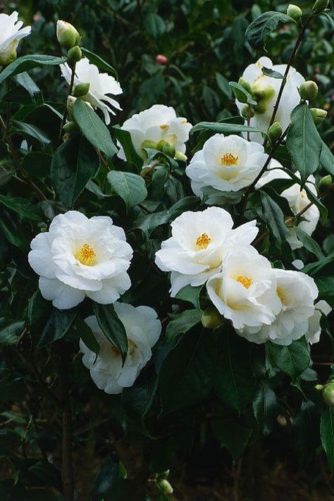 Camellia sasanqua 'White Dove' - evergreen, tolerates shade and some sun Camellia Sasanqua, Camellia Japonica, Anemone Flower, Camellia Flower, Moon Garden, Small White Flowers, White Wedding Flowers, Flowering Shrubs, White Gardens