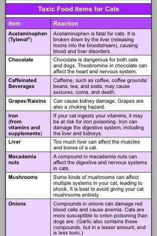 Those are foods and medicine that is toxic to cats. Toxic To Cats, Cat Tips, Cat Ages, Toxic Foods, Dog Years, Cat Items, Pet Safety, Medical Care, Medicine