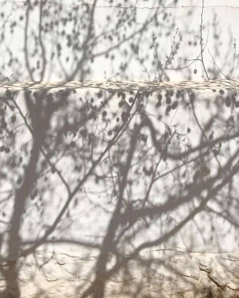 Tree Shadow Photography, Social Aesthetic, Kids Village, Zen Inspiration, Shadow Tree, Tree Shadow, Shadow Shadow, Instagram Filler, Beautiful Shapes