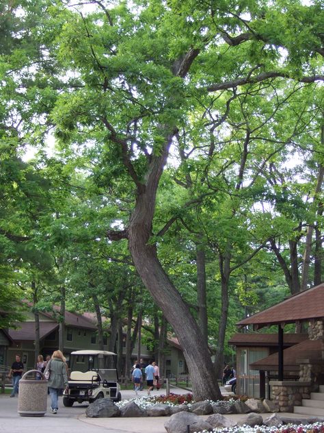 Twisted tree at Interlochen Arts Academy Christmas Lights Photos, Interlochen Arts Academy, Interlochen Michigan, Michigan Summer, Twisted Tree, Traverse City Mi, Presque Isle, Vintage Michigan, Summer Music