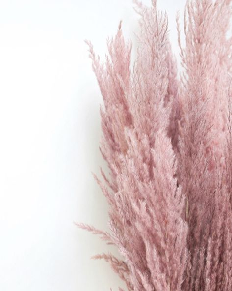 Dried Flowers on Instagram: “Pink Pampas 🌸 Some new pampas launching this weekend alongside the bunny tails 🎉” Ivy Decor, Pink Pampas, Bunny Tails, Bunny Tail, Pink Decor, The Bunny, Pampas Grass, Dried Flowers, This Weekend