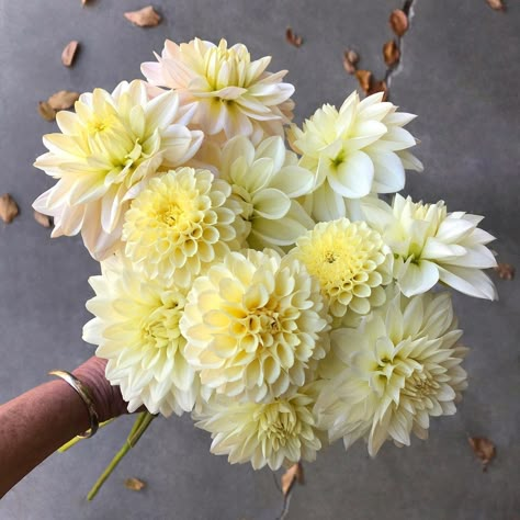 beth harris on Instagram: “pale yellow 💫⭐️✨ dahlias 'creamy', 'diana's memory', 'bridezilla', 'tapioca'.” Pale Yellow Weddings, Dahlia Wedding Bouquets, Yellow Flower Arrangements, Yellow Dahlia, Dahlias Wedding, Yellow Wedding Flowers, Green Colour Palette, Yes I Have, Wedding Color Palette