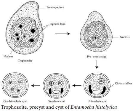 Life Cycle of Entamoeba Histolytica Entamoeba Histolytica Life Cycle, Entamoeba Histolytica, Nuclear Membrane, Cat Scan, Bike Couple, Gastric Juice, Medical Lab, Fluid And Electrolytes, Mri Scan