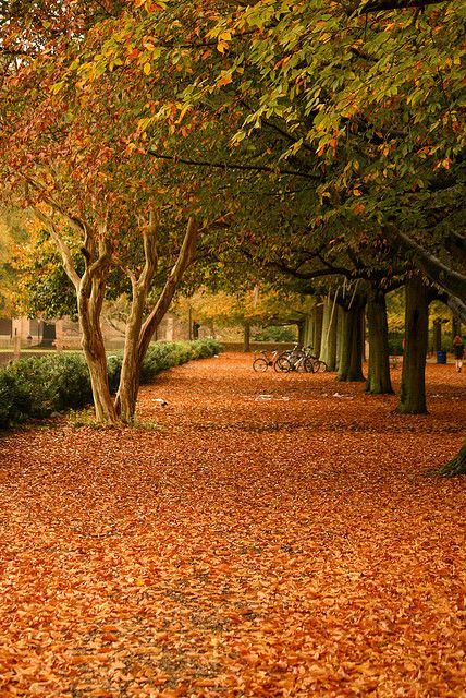 College of William and Mary, Williamsburg, VA...We use to live in Yorktown...this place is beautiful!! Williamsburg Virginia Fall, Autumn Walk, William & Mary, Future School, Williamsburg Virginia, Virginia Is For Lovers, College Aesthetic, William And Mary, Williamsburg Va