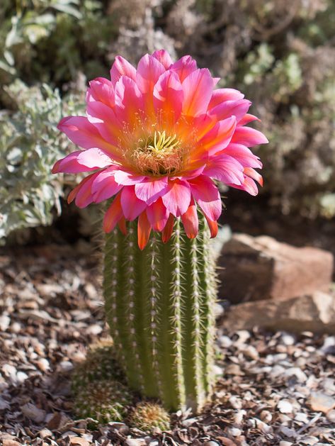 Cactus Flower Painting, Incredible Flowers, Plants 101, Succulent Garden Landscape, Flower Reference, Cactus Drawing, Blooming Cactus, Cactus Blossoms, Desert Flowers