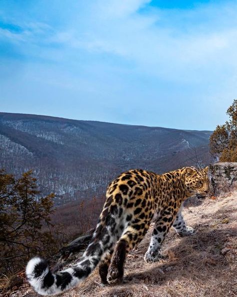 Big Wild Cats, Refrences Animals, Wild Cats Photography, Big Cat Aesthetic, Cats Reference, Leopard Photo, Big Cat Species, Amur Leopard, Cat Anatomy