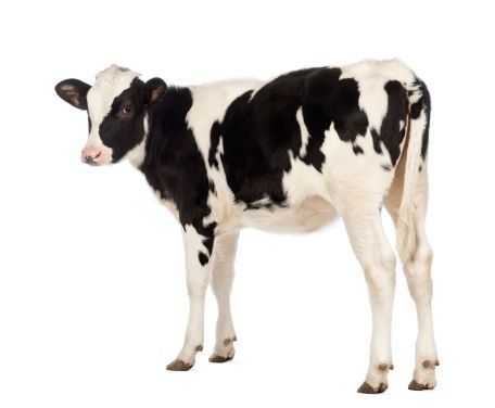 Really Big Dogs, Animal Cutouts, Wild Animals Photos, Animal Printables, Animal Flashcards, Holstein Cows, Cow Png, Banner Background Images, Cartoon Background