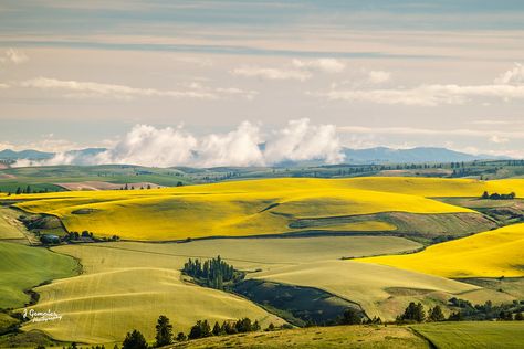 Overview | Overlooking canola and farm fields of northern Id… | Flickr Field Reference Photo, Painting Fields Landscapes, Farm Fields, Farmland Landscape, Farm Field Painting, Farm Fields Landscapes, Flower Field Landscape Horizontal, Canola Fields Photography, Comfortable Fields Art