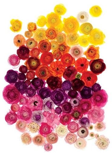 Oh the colors of JOY!! Rainbow Wedding Flowers, Rainbow Wedding, Deco Floral, Ranunculus, Rainbow Flowers, The Shape, Love Flowers, Pretty Flowers, Color Inspiration