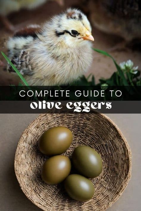 An Olive Egger chicken is a hybrid breed known for its unique and colorful egg production. These chickens are not a pure breed but are instead the result of crossbreeding between specific chicken breeds to produce eggs with olive-green or khaki-colored shells. Olive Egger Chicken, Araucana Chickens, Easter Egger Chicken, Olive Egger, Laying Chickens Breeds, Spanish Chicken, Chicken Care, Raising Chicks, Fancy Chickens