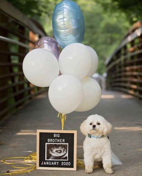 3rd Pregnancy Announcement, Pet Pregnancy Announcement, Sibling Pregnancy Announcement, 3rd Pregnancy, Breastfeeding Hacks, Baby Announcement Ideas, Fall Baby Announcement, Dog Baby Announcement, Spoiled Baby