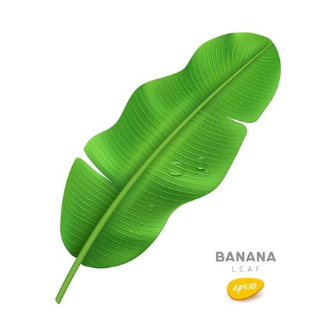 Banana leaf and water drop realistic des... | Premium Vector #Freepik #vector #tree-branch #green-tree #food-leaf #banana-plant Banana Leaf Decor, Banana Leaf Tree, Cooking Bananas, Leaf Clipart, Green Banana, Leaf Images, Banana Tree, Leaves Vector, Leaf Decor