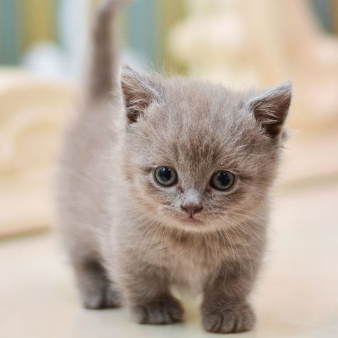 Estos gatitos de patas cortas son preciosos, pero es necesario que conozcas varias particularidades sobre ellos antes de decidirte a tener uno (problemas de salud, longevidad, cómo cuidarlos, etc). Gato Munchkin, Cat Breeds List, Munchkin Cats, Singapura Cat, Domestic Cat Breeds, Gatto Carino, Munchkin Cat, Kitten Photos, Cute Cat Breeds