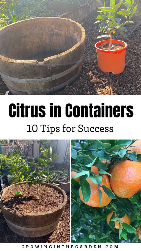 The varieties of citrus I want to grow outnumber the spots I have available for planting. Luckily, citrus grows very well in containers. Through the years I’ve learned what works, and what doesn’t. Learn how to grow citrus in containers with these tips, and in no time you will be a container citrus growing pro! Trees In Containers, Gardening Knowledge, Art Creative Ideas, Fruit Trees In Containers, Growing Citrus, Tangerine Tree, Citrus Garden, Citrus Plant, Rent House