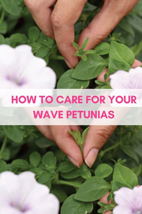 deadheading petunias Petunia Garden, Wave Petunias, Deadheading, Vivid Color, Petunias, Gardening Tips