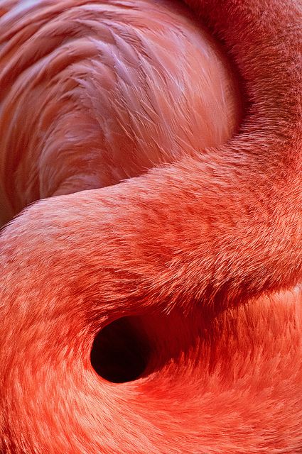 coral ...color trend summer '16 Amazing Animal Pictures, Live Coral, Pink Bird, Amazing Animals, Color Of The Year, Pictures Images, Color Textures, Pink Flamingos, Pantone Color