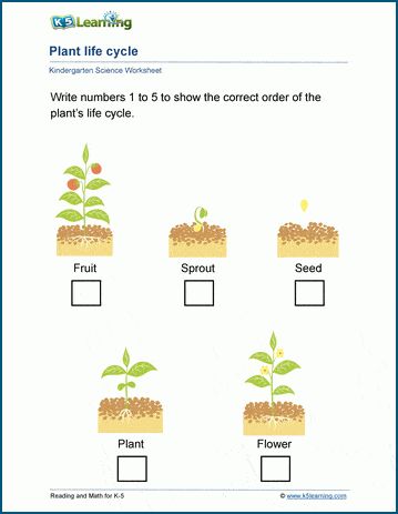 Plants life cycle worksheets. Plants grow from seeds and go through stages before reproducing seeds. In these kindergarten science worksheets, students study the steps of the plant's life cycle from seed to fruit. Science | Kindergarten | Free | Printable | Worksheets Science Worksheets For Kindergarten, Life Cycles Kindergarten, Plant Life Cycle Worksheet, Animal Homes, How Plants Grow, Plants Worksheets, Animal Life Cycles, Worksheets For Kindergarten, Plants Growing