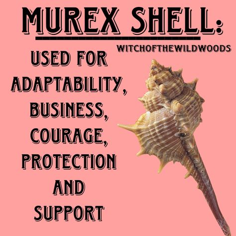 WitchOfTheWildWoods Seashell Magick, Seashells Witchcraft, Ancestral Work, Spiritual Crafts, Murex Shell, Magic Ingredients, Sea Magic, Divination Methods, Kemetic Spirituality