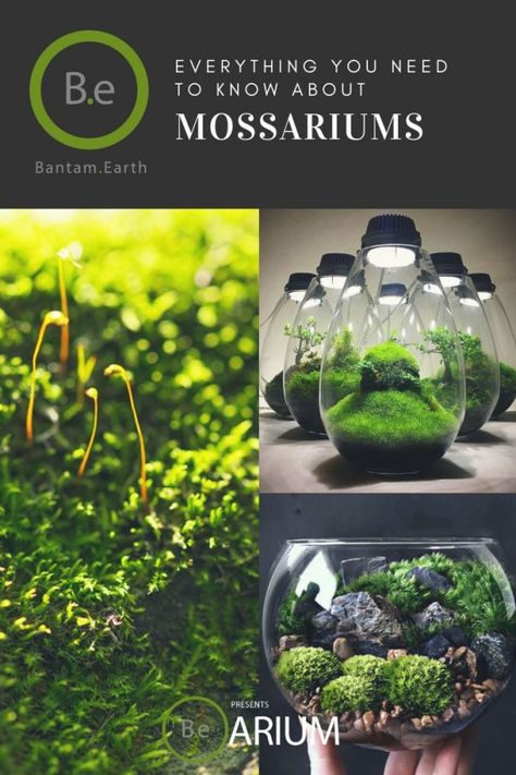 Mossarium: The Ultimate Guide & "How To" Build | Moss Terreriums Moss Terrarium Ideas, Moss Terrariums, Marimo Moss Ball Terrarium, Moss Gardens, Moss Growing, Build A Terrarium, Growing Moss, Beautiful Terrariums, Moss Terrarium