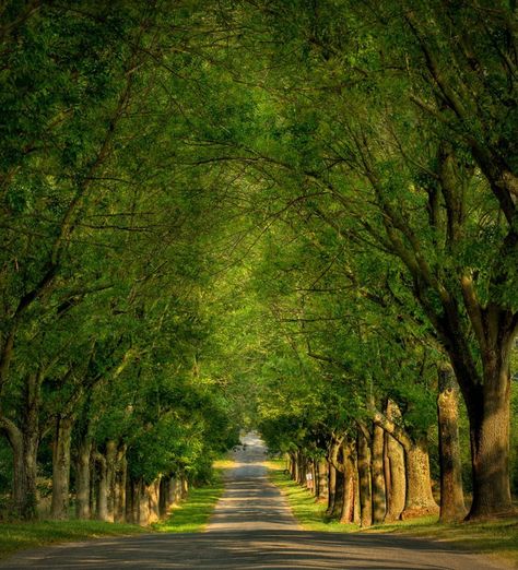 Every house deserves a grand entry, mine is a tree lined driveway. Beautiful in every season. Lined Driveway, Farm Entrance, Tree Lined Driveway, Long Driveways, Driveway Landscaping, Back Road, Tree Line, Dream House Exterior, Garden Gates